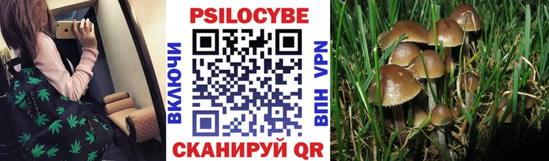 Псилоцибиновые грибы Psilocybe Белогорск